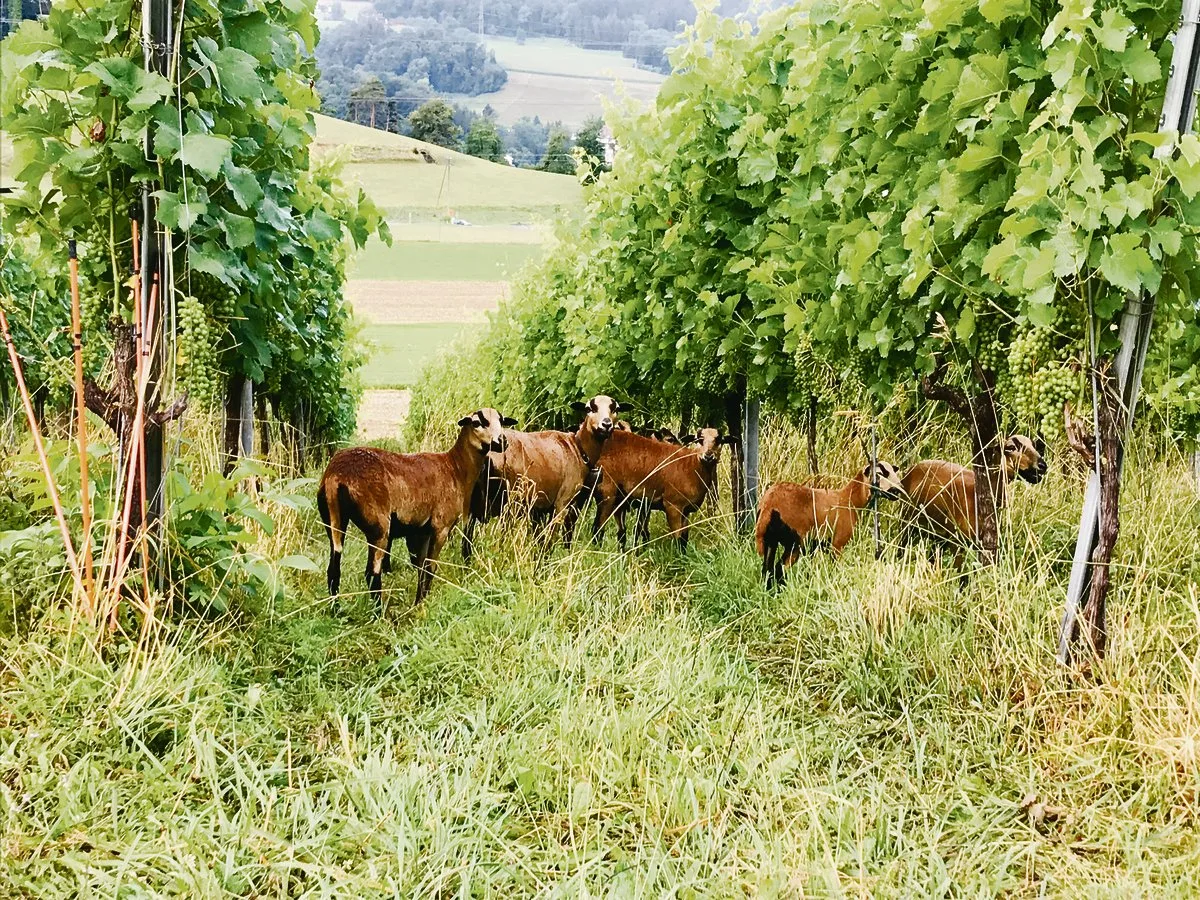 507c524e88bbf9b6d8c305e9eb855f9196aec627 Das Kamerunschaf ist nicht ein Wollschaf, sondern wechselt saisonal sein Fell und wird nicht geschoren. (Bild Alexandra Stückelberger)