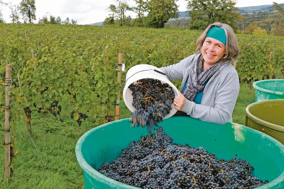 6919f91230867a2c7a60219b718cf1ab9ca58836c202fd2bbfeed68fb9ea965f Schon als Kind half Judith Schödler auf dem elterlichen Rebberg in Villigen, heute ist sie die Chefin. Das Traubenlesen ist ein Höhepunkt im Jahr, aber nur ein Teil des Weingeschäfts.