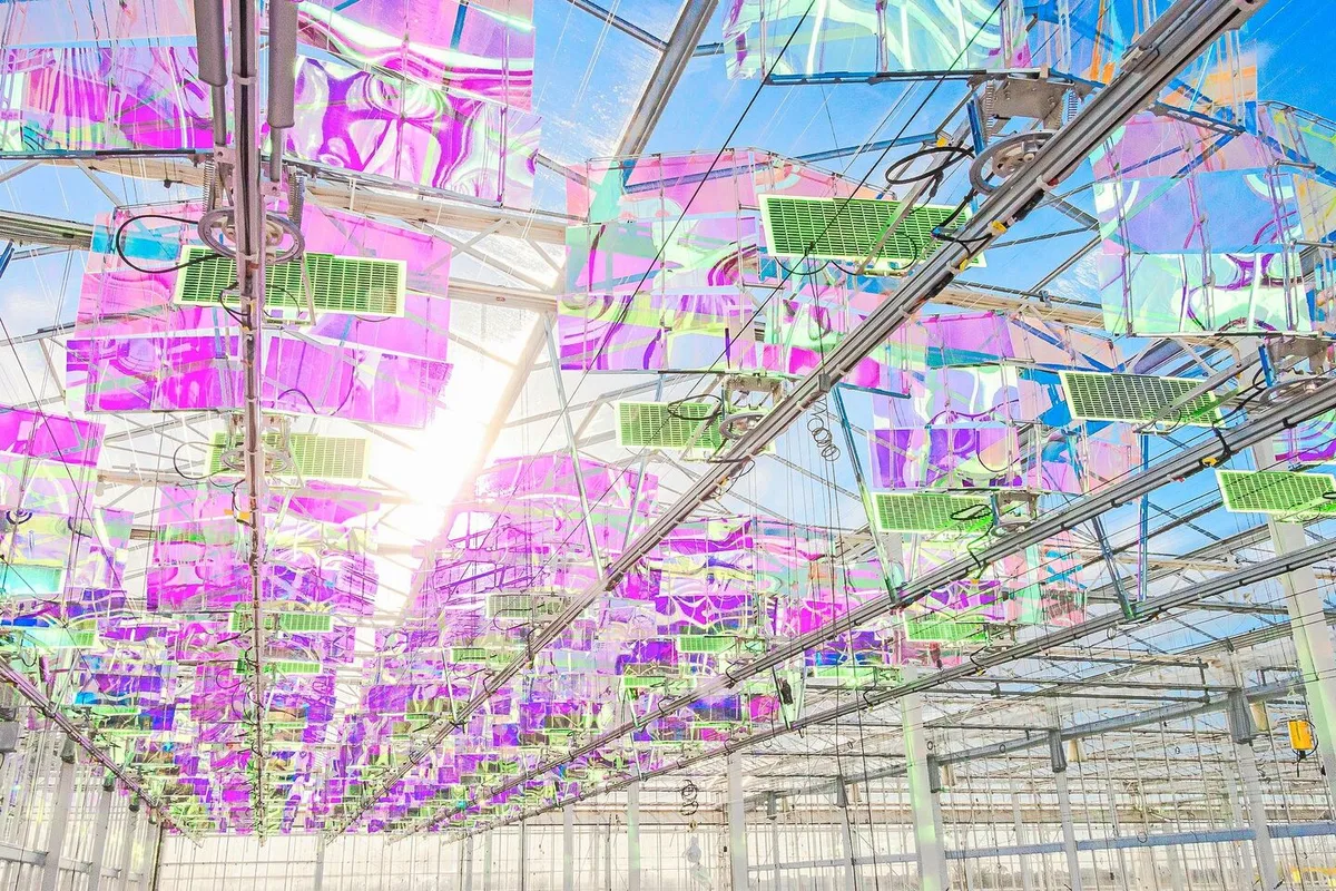 Kein Kunstwerk in einem Museum, sondern eine Hightechanlage zur Stromproduktion unter dem Dach in Gewächshäusern: Das Licht wird gefiltert, gebündelt und zu den vertikalen Solarmodulen geleitet. Die Pflanzenproduktion darunter wird nicht beeinträchtigt.