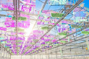 Kein Kunstwerk in einem Museum, sondern eine Hightechanlage zur Stromproduktion unter dem Dach in Gewächshäusern: Das Licht wird gefiltert, gebündelt und zu den vertikalen Solarmodulen geleitet. Die Pflanzenproduktion darunter wird nicht beeinträchtigt.