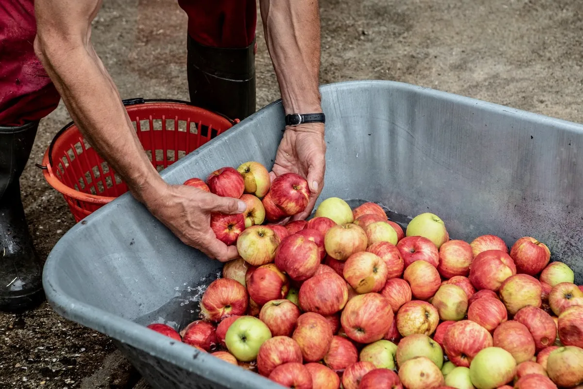 Obst von Hochstamm-Bäumen selber zu pressen, kann eine wirtschaftlich reizvolle Nische sein. (Bild: Pia Neuenschwander)