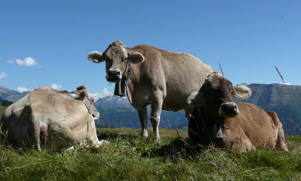 b22716567a0fa18f015e4a06f38f4b274e6b09ce Kühe zum Schlachten sind jetzt sehr gesucht. Sie gelten Fr. 8.40, das sind nur 10 Rp. weniger als vor dem Lockdown. (Bild SBV)