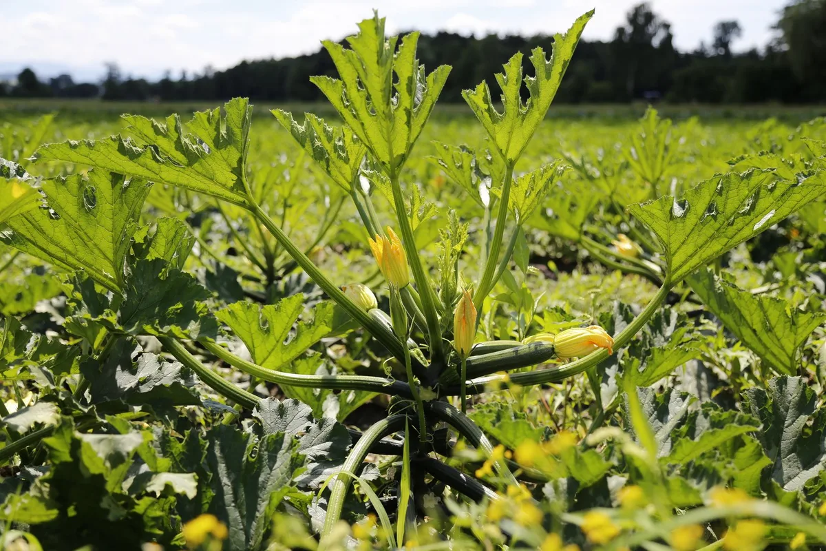 Zucchetti_feld «Produzenten verlieren wegen Migros 12 Millionen Franken Umsatz pro Jahr»