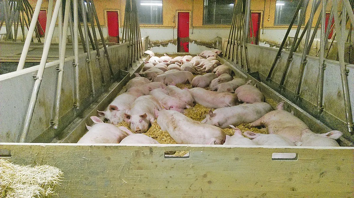 d0c8a6d6eeae31408b37a3be10be3226b661f6aa Kräuterschweine im Stall. Es braucht noch Betriebe. (Bild zVg)