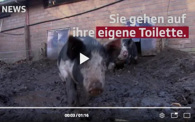 16a71947df0445d700217fb9bd81ee88f2ad983d Dank Zitronenbonbons lernen die Schweine, wo sie zum Urinieren hingehen sollen. (Bild Screenshot SRF)