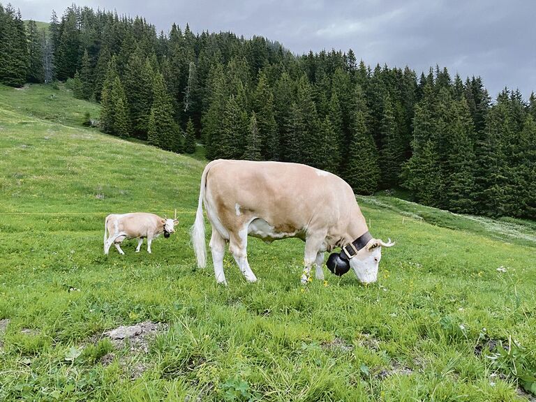 Im Berggebiet kann nicht selten erst nach dem 1. Mai mit Weiden begonnen werden.