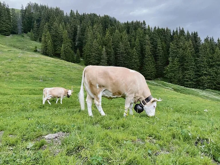 Im Berggebiet kann nicht selten erst nach dem 1. Mai mit Weiden begonnen werden.