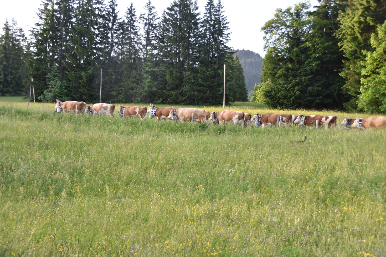 Grössere Kühe, mehr Milch – Simmentaler-Züchter passen Zuchtziel an