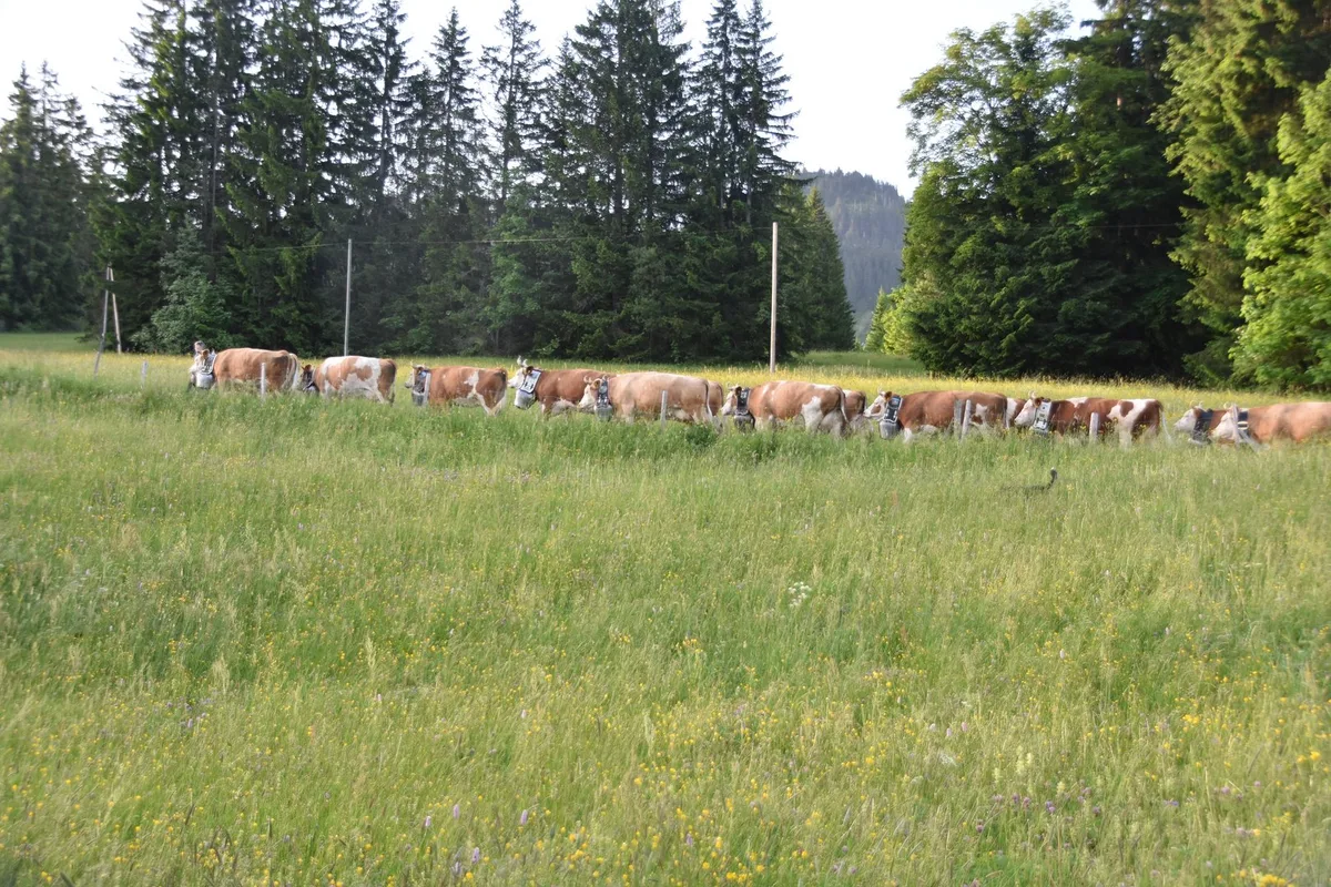 DSC_0120 Grössere Kühe, mehr Milch – Simmentaler-Züchter passen Zuchtziel an
