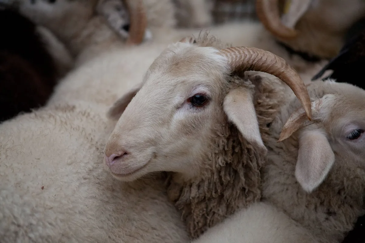 Bündner_Oberländer_Schaf «Vermehrung statt genetischer Vielfalt gefördert»: Sorge um gefährdete Rassen wächst