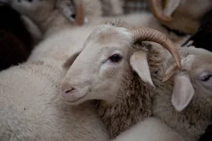 Pro Specie Rara unterstützt z. B. die Zucht des Bündner Oberländer Schafs. Mit der neuen TZV ist es der Organisation nicht mehr möglich, Erhaltungsprojekte für Schweizer Rassen einzureichen, deren organisierte Zucht noch im Aufbau ist.