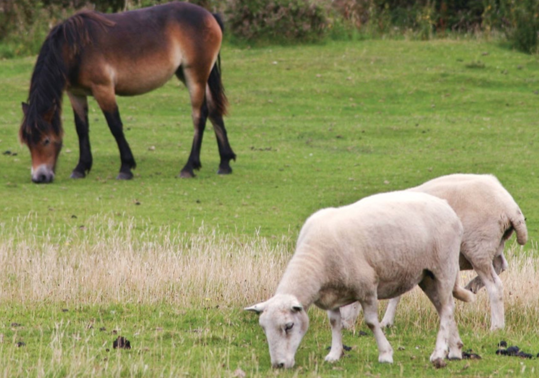 Der Befallsdruck von Weideparasiten kann reduziert werden, wenn Kleinwiederkäuer und Esel oder Pferde auf der gleichen Fläche weiden. (Bild zVg)