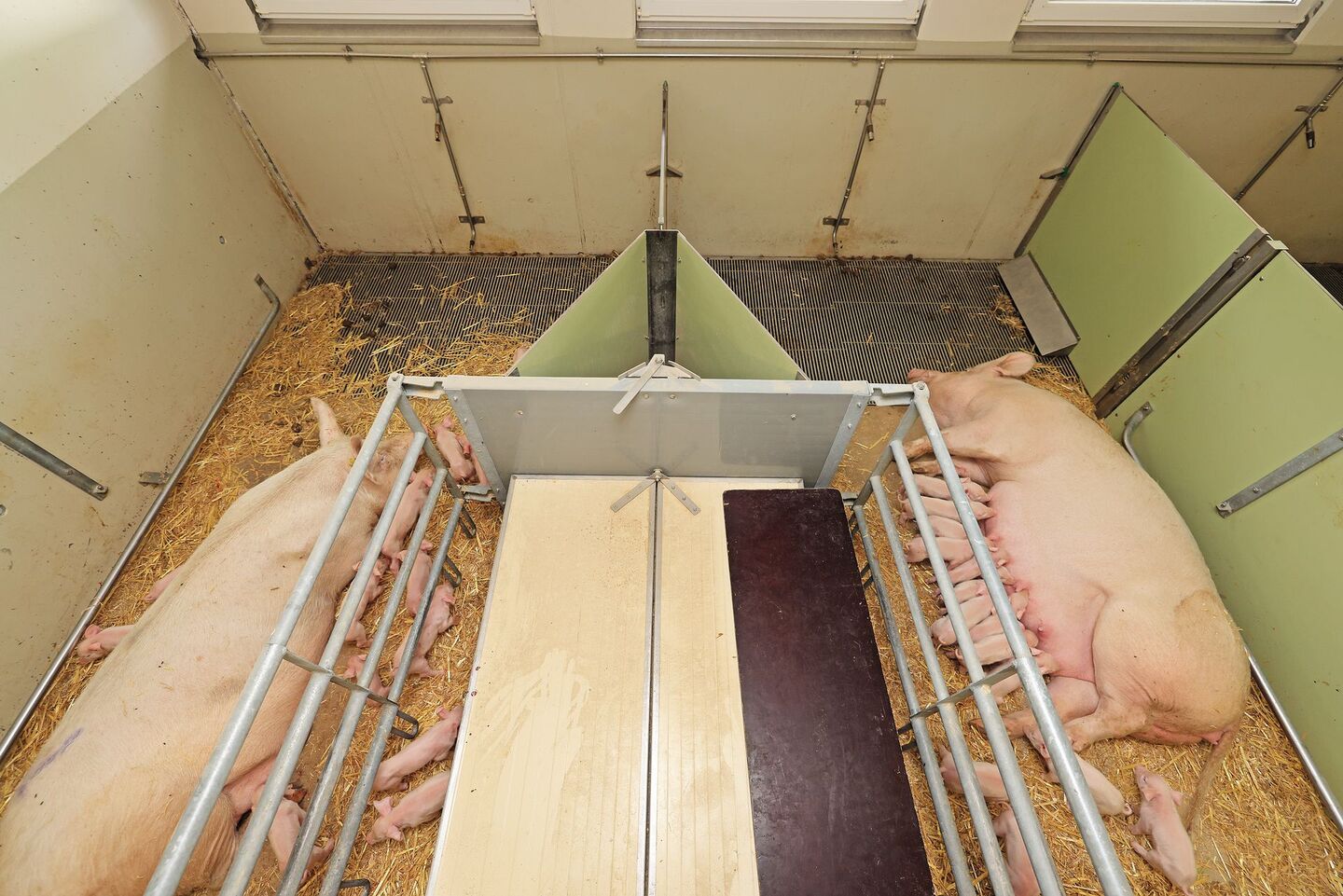 Foto aus der Vogelperspektive auf zwei nebeneinander liegende Abferkelbuchten: Die Sauen liegen darin auf der Seite, die Ferkel saugen. Dazwischen ragt ein dreieckiger Schacht aus dem Boden.