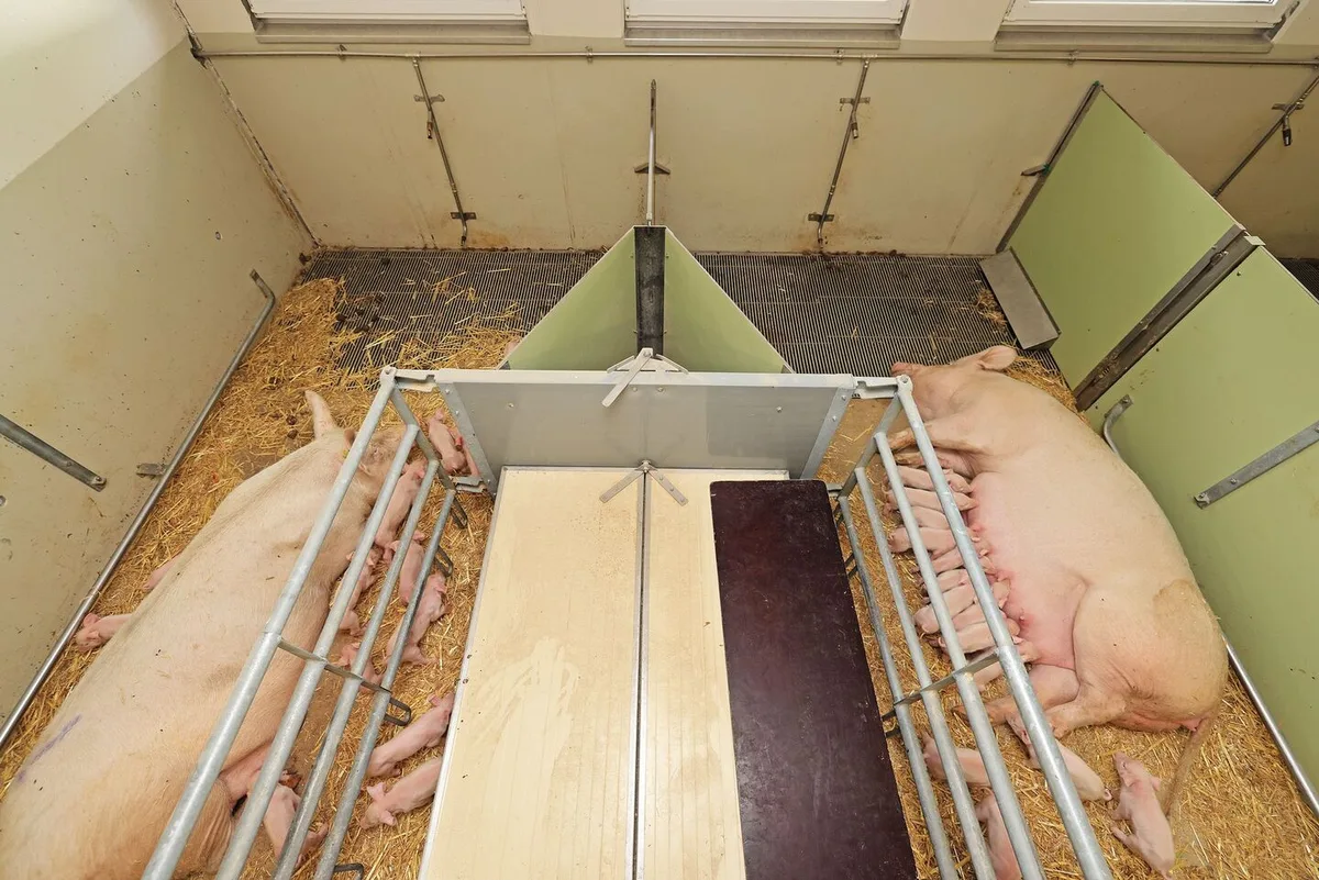 34232e8776021e2aa97e739e86b6f7b31d0a9a3ed9fe12bb26c0e1c5703b493a Foto aus der Vogelperspektive auf zwei nebeneinander liegende Abferkelbuchten: Die Sauen liegen darin auf der Seite, die Ferkel saugen. Dazwischen ragt ein dreieckiger Schacht aus dem Boden.
