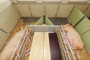 Jeweils zwischen zwei Abferkelbuchten führt ein dreieckiger Schacht die kühle Luft aus dem Boden in den Schweinestall.Die Luft fliesst über die Spitze des Dreiecks und sinkt dann zu Boden – ohne dass die Schweine Zugluft spüren.