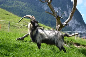 Ist der Bock weg, kehrt Ruhe ein, aber nicht für lange. Danach geht das Geissengezetter los. (Bild Archiv BauZ)