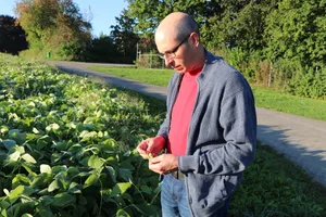 Biobauer Klaus Böhler prüft auf dem Sojafeld den Reifegrad seiner Edamame. (Bilder lid)