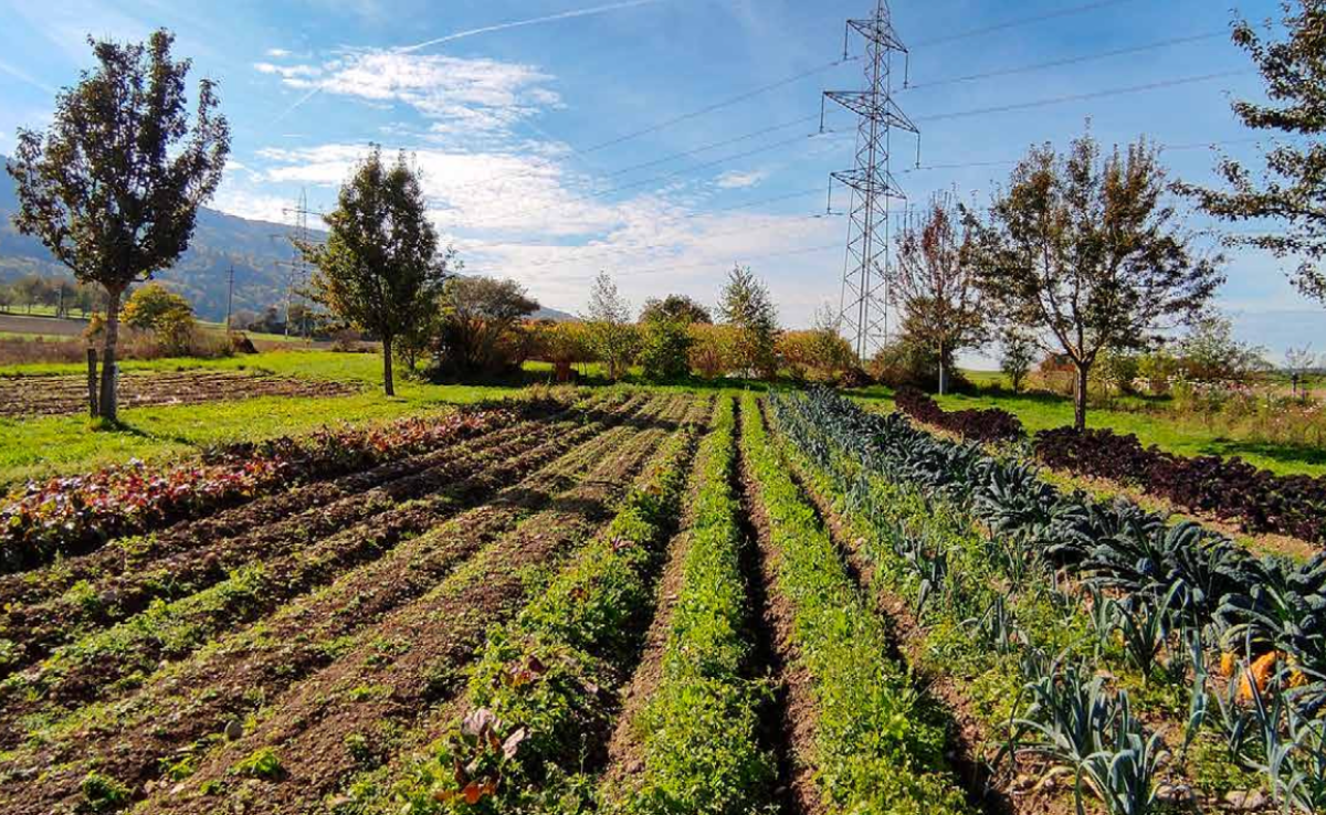 Klimaschutzprogramm von Silvocultura fördert Agroforstsysteme