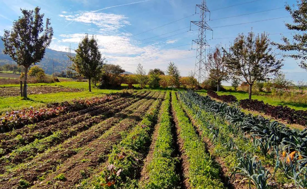 Klimaschutzprogramm von Silvocultura fördert Agroforstsysteme