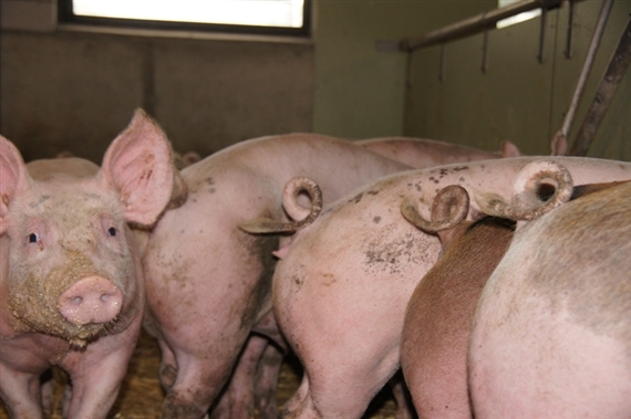 Am stärksten haben 2017 die polnischen Schweinehalter ihre Herden vergrössert. Die Gesamtzahl der Schweine stieg im Vergleich zum Dezember 2016 um 7,1% auf 11,90 Millionen Stück. (Symbolbild zVg)