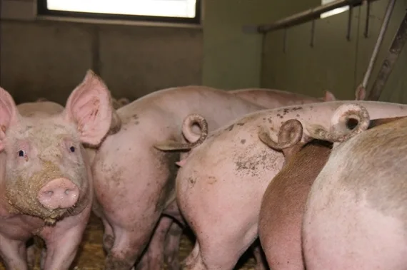e0174f68af99d348041e321a4f0d21bf98a0a8fc Am stärksten haben 2017 die polnischen Schweinehalter ihre Herden vergrössert. Die Gesamtzahl der Schweine stieg im Vergleich zum Dezember 2016 um 7,1% auf 11,90 Millionen Stück. (Symbolbild zVg)