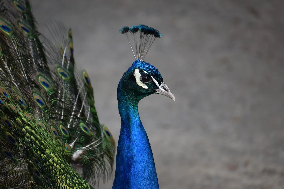 peafowl-g5f06e08ef_1920 Graureiher und Pfau mit Vogelgrippe im Kanton Zürich entdeckt