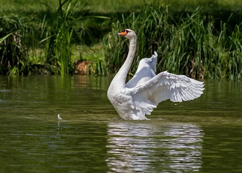 Die Vogelgrippe breitet sich seit einiger Zeit in Europa aus. (Bild Pixabay)