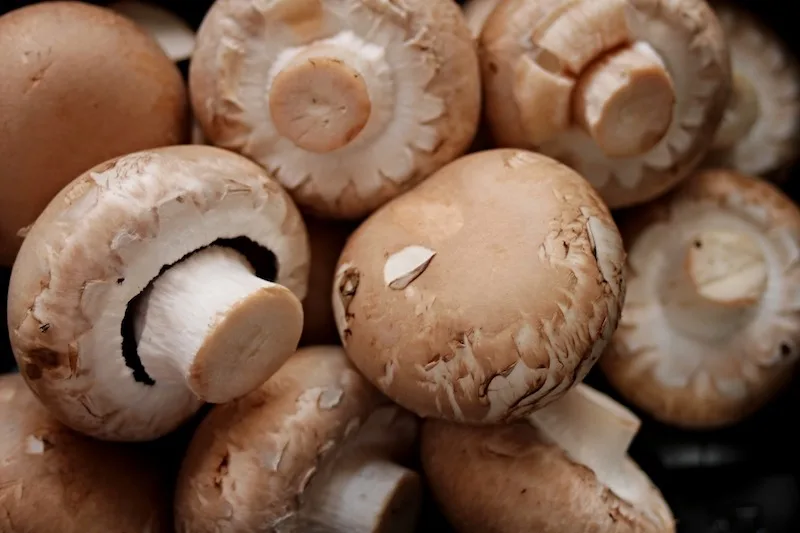 155c31f7578c3b9c046855d913108f56cb14819a Von Januar bis August 2020 wurden gegenüber dem Vorjahr 10 Prozent mehr Schweizer Frisch-Champignons verkauft. (Bild Pixabay)