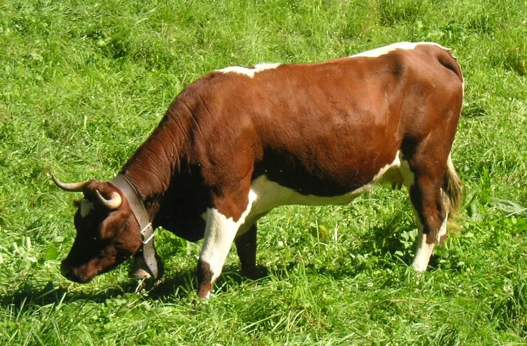 Das Evolèner-Rind ist eine alte Hausrindrasse aus dem Wallis. Sie gehört zu den bedrohten Haustierrassen und wird in einem Projekt von der ProSpecieRara betreut. (Bild Trigaranus)