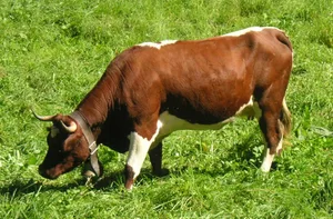 Das Evolèner-Rind ist eine alte Hausrindrasse aus dem Wallis. Sie gehört zu den bedrohten Haustierrassen und wird in einem Projekt von der ProSpecieRara betreut. (Bild Trigaranus)