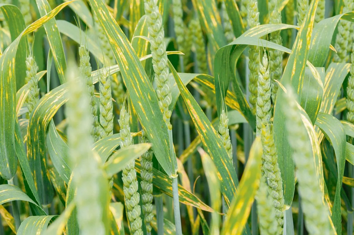 3aebd2e48220c48c0c706da49de4815a2bd2b2ba Weizenrost kann ein grosses Problem darstellen. Ein System zur Frühwarnung soll entwickelt werden. (Bild Agroscope)