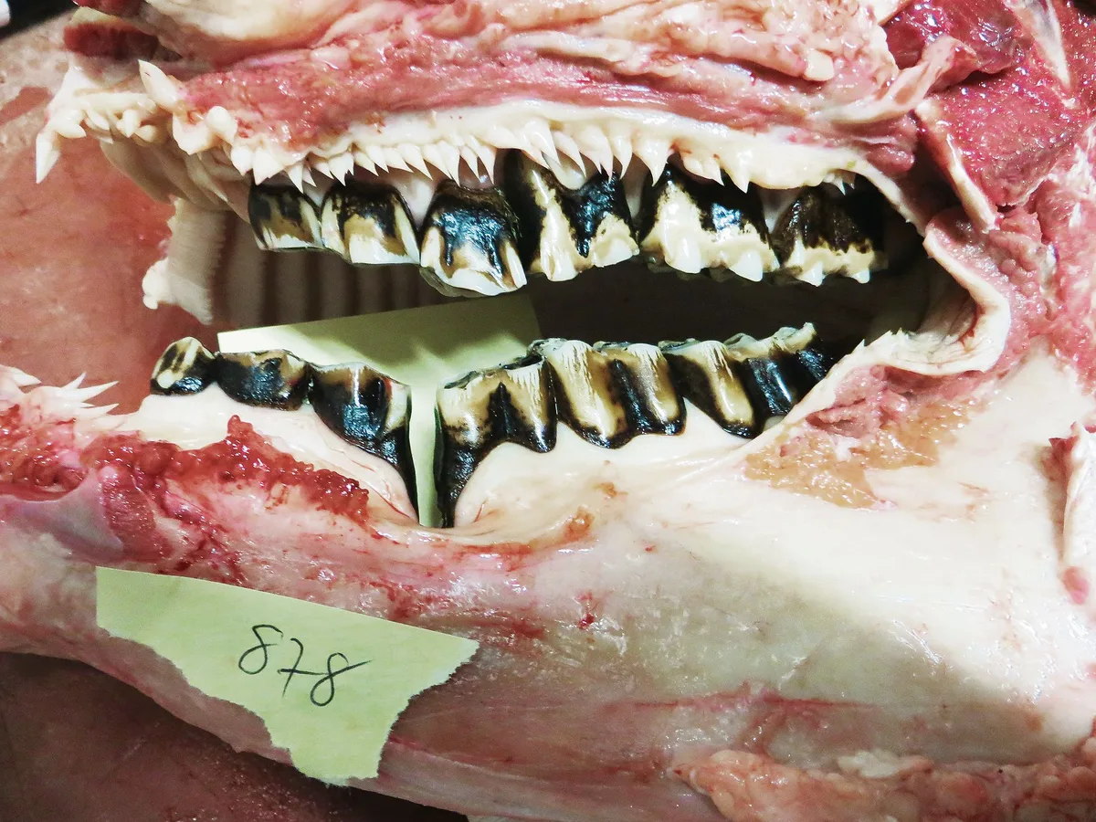 5f7aeab2baf9ba0e3cda44a6fa7a3b89f4fe568d Ein sogenanntes Wellengebiss mit stark vergrössertem Zahnzwischenraum (Diastema) und dominant ausgebildetem Backenzahn im Oberkiefer. Dies ist schmerzhaft für das Tier; ein verändertes Fressverhalten oder eine nachlassende Leistung sind die Folgen. (Bild Johanna Probst)