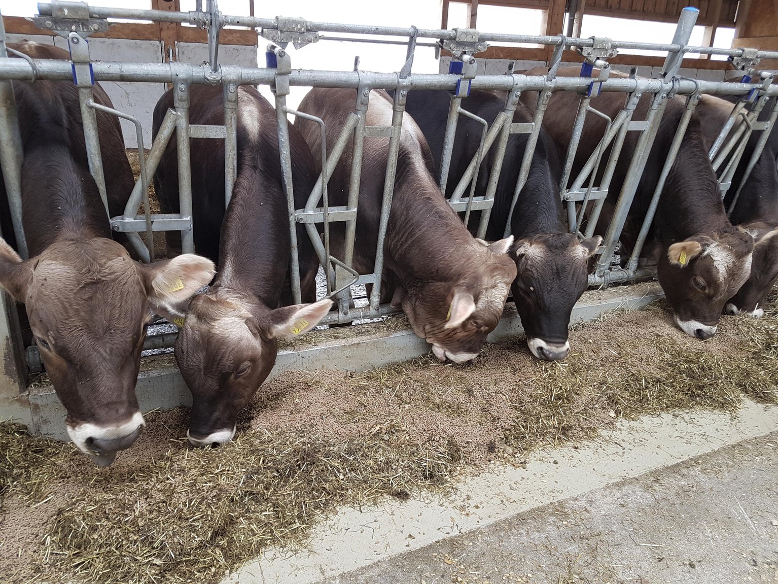 Agristat, der Geschäftsbereich Statistik des Schweizer Bauernverbandes, erstellt jedes Jahr eine Futterbilanz. (Bild ji)