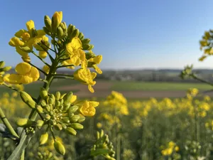 Die Nachfrage nach Schweizer Rapsöl ist gross. Dennoch fehlen der Branche die Produzenten. (Bild Nicole Geiser)