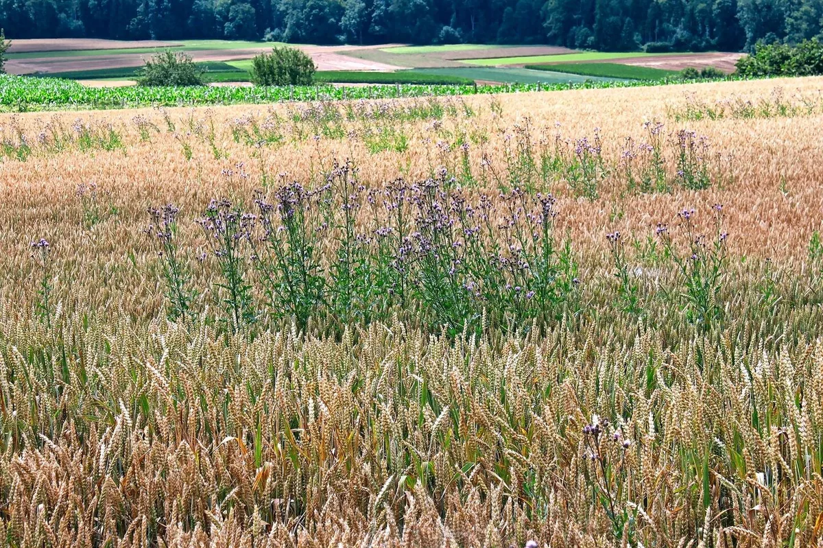 Ackerkratzdisteln im Weizen – so weit sollte es nicht kommen. Hier braucht es die Kombination aus mechanischer und chemischer Bekämpfung.Bild: A. Distel, Liebegg