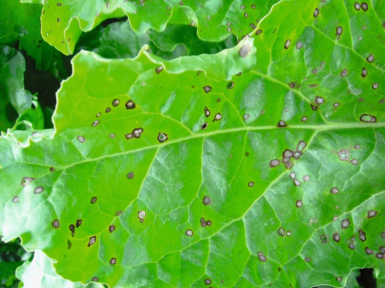 Cercospora-Flechen auf dem Rübenblatt
