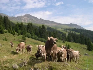 Durch das frühzeitige Bestossen werden junge Futtergräser durch den Weidetritt zur Bestockung angeregt und bilden eine dichtere Grasnarbe, gleichzeitig werden unerwünschte Lückenfüller zertreten. (Bild BauZ)