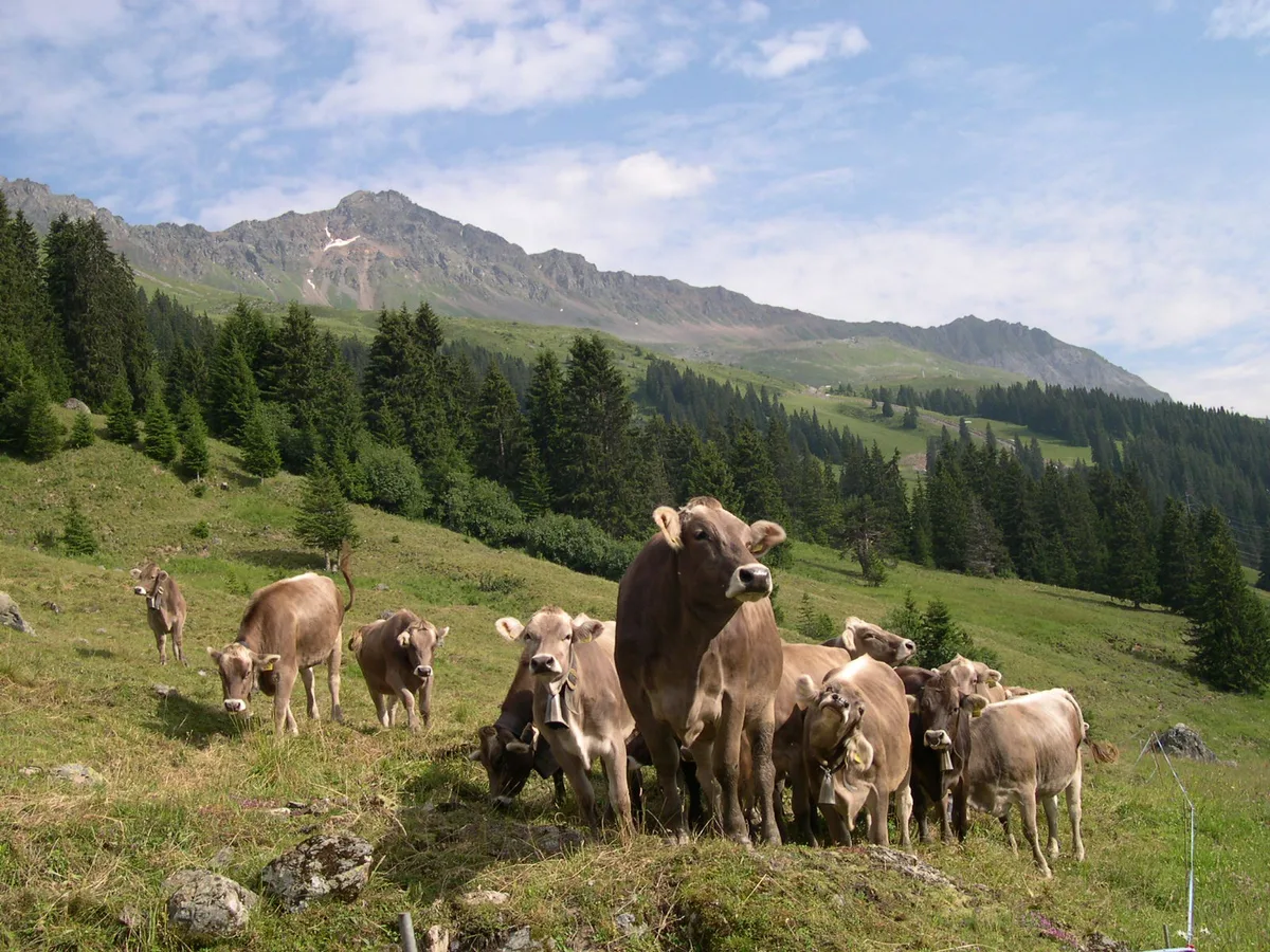 Durch das frühzeitige Bestossen werden junge Futtergräser durch den Weidetritt zur Bestockung angeregt und bilden eine dichtere Grasnarbe, gleichzeitig werden unerwünschte Lückenfüller zertreten. (Bild BauZ)