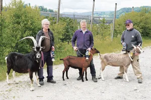 Die Siegertiere: Mister Aargau Andrin von Peter Leutwiler, Miss Schöneuter Dahlia von Josef Küng und Miss Aargau Anna von Heiri Zimmermann (v. l.).
