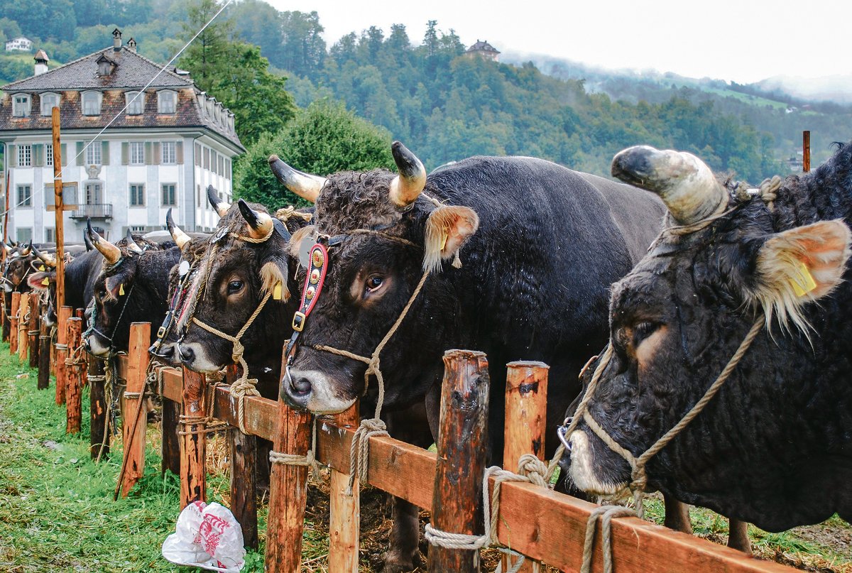 Heuer wird im Kanton Schwyz Geld für genomische Selektion statt für Ausstellungen ausgegeben.(Archivbild fp)
