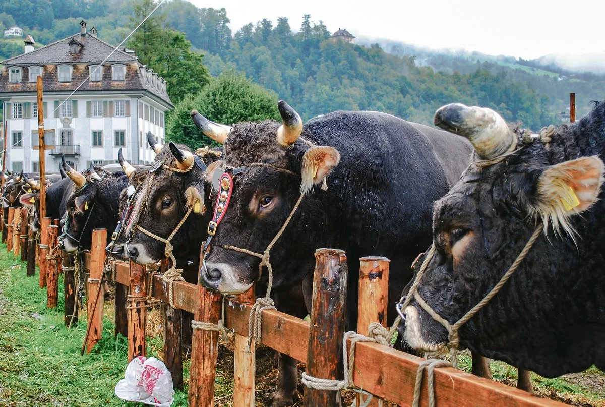 Heuer wird im Kanton Schwyz Geld für genomische Selektion statt für Ausstellungen ausgegeben.(Archivbild fp)