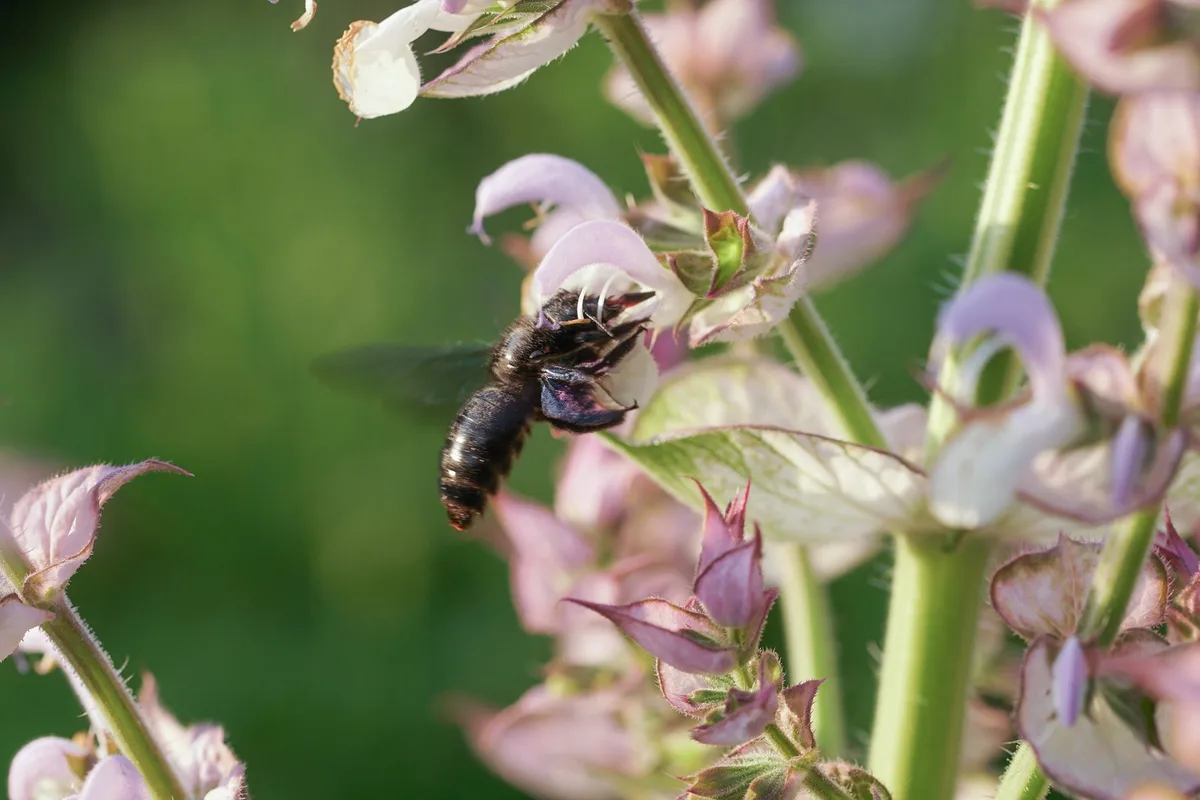 Mit diesen Tipps helfen Sie Wildbienen im eigenen Garten