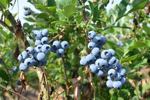 Heidelbeeren sind ein einheimisches Beispiel für Superfood. (Bilder Marianne Stamm)