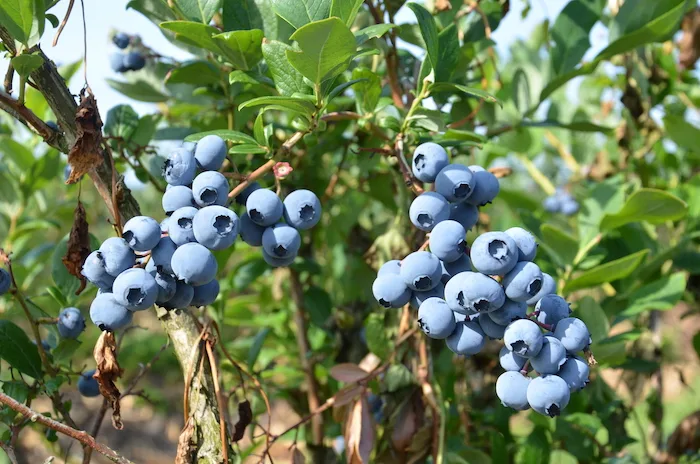 24338b7853f012b717be3ad1c8575dcefc919d49 Heidelbeeren sind ein einheimisches Beispiel für Superfood. (Bilder Marianne Stamm)