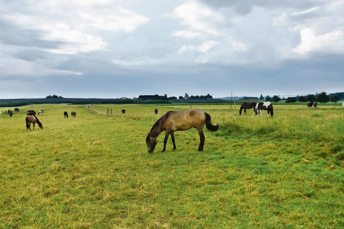 c80a7e9cf5014896ff319df0eac8714bfc6172bc Da gibt es viel Auslauf: Blick auf eine Koppel der «Swiss Paso Fino Farm» im thurgauischen Schocherswil.(Bilder Urs Oksar Keller)