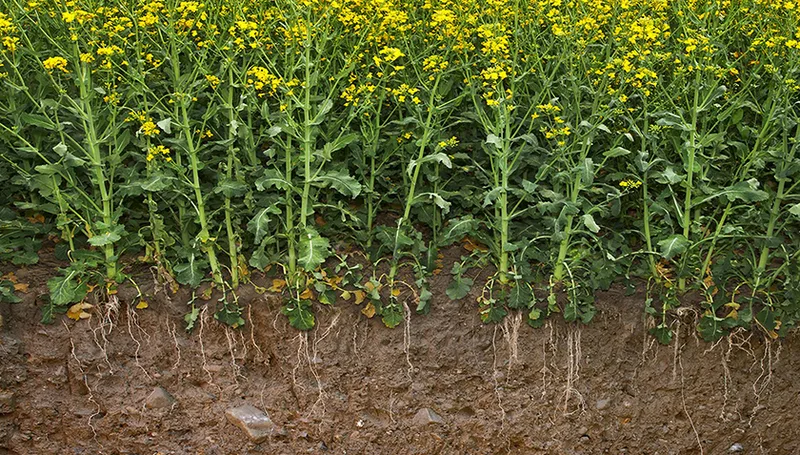 83a23e6f62a0e656db3f8f7f115519f88f09c458 Deutlich weniger Eintrag von Schwefel und Selen aus der Atmosphäre ist eine Gefahr für die Nahrungsmittelproduktion, so die Forschenden. (Bild Gabriela Brändle / Agroscope)
