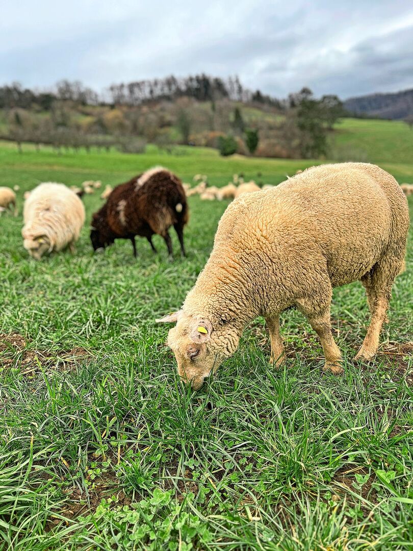 Ein Schaf hält den Kopf zu Boden und frisst Gras auf der Weide.