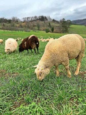 Solange die Tiere frisches Gras fressen, nehmen sie Parasitenlarven auf. Die dauerhafte Einstallung im Winter unterbricht diese Aufnahme.