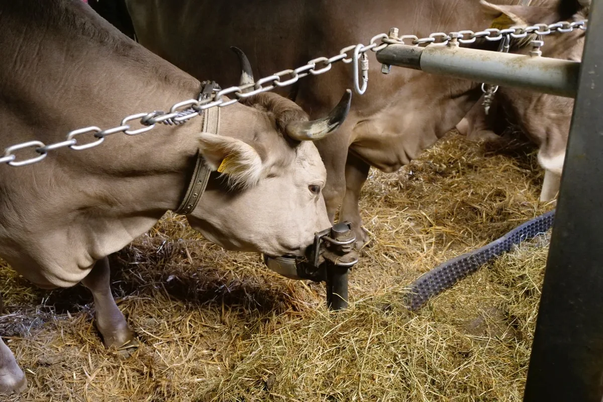 348d0f93f0f9153cfe32aa6ecdb5726f2293ad4b Betrieb Käslin: Wegen der Kette und ohne Abtrennung hat die Kuh viel Bewegungs-Freiheit. Bild: Martina Rüegger