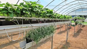 Das üppig blühende Steinkraut schützte in Versuchen die Erdbeeren vor Schäden durch Blütenthripse.